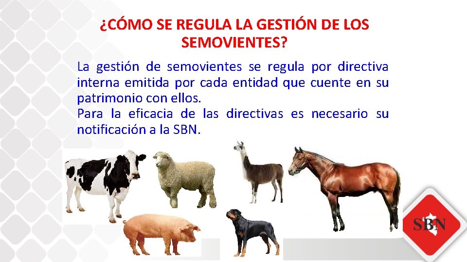 ¿CÓMO SE REGULA LA GESTIÓN DE LOS SEMOVIENTES? La gestión de semovientes se regula