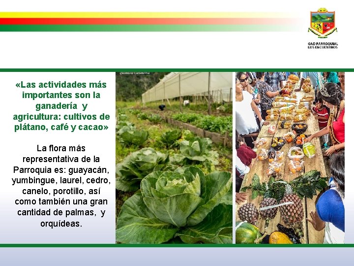  «Las actividades más importantes son la ganadería y agricultura: cultivos de plátano, café