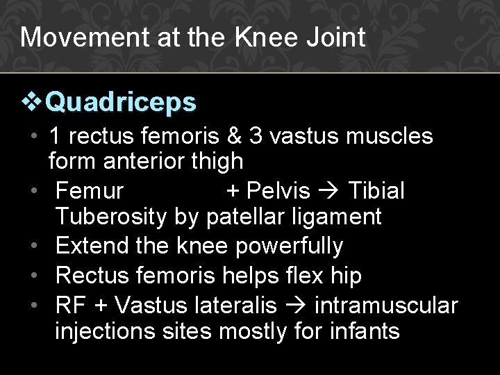 Movement at the Knee Joint v. Quadriceps • 1 rectus femoris & 3 vastus