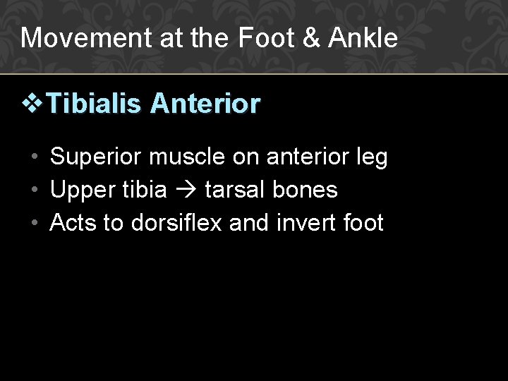 Movement at the Foot & Ankle v. Tibialis Anterior • Superior muscle on anterior