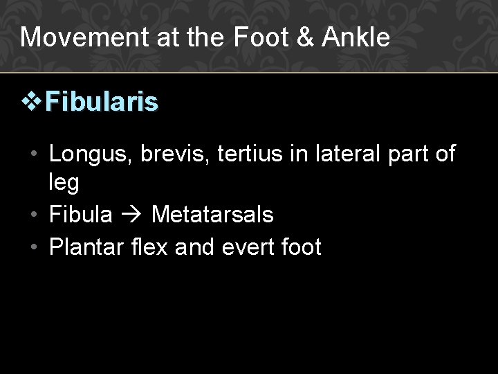 Movement at the Foot & Ankle v. Fibularis • Longus, brevis, tertius in lateral