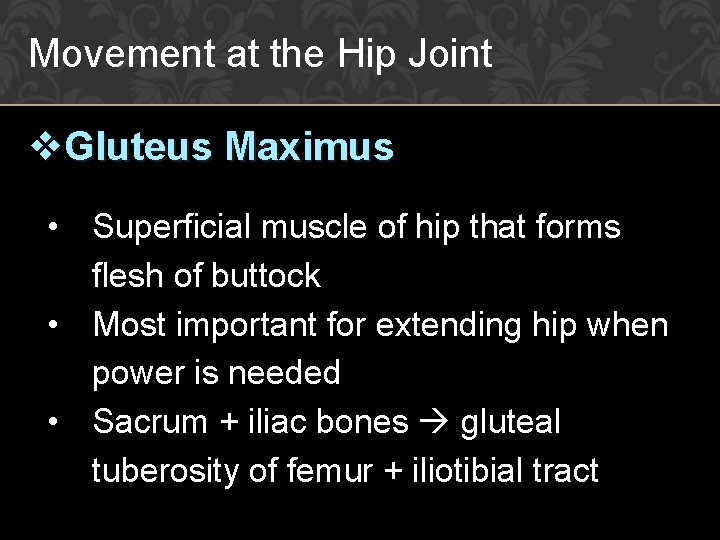 Movement at the Hip Joint v. Gluteus Maximus • Superficial muscle of hip that