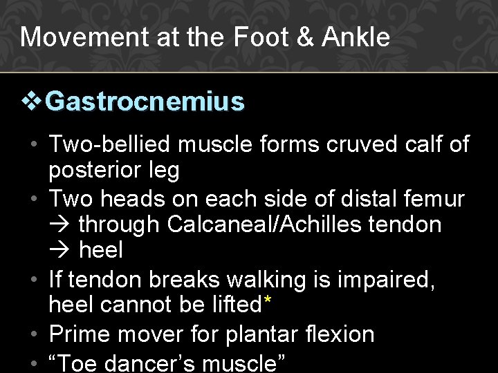 Movement at the Foot & Ankle v. Gastrocnemius • Two-bellied muscle forms cruved calf