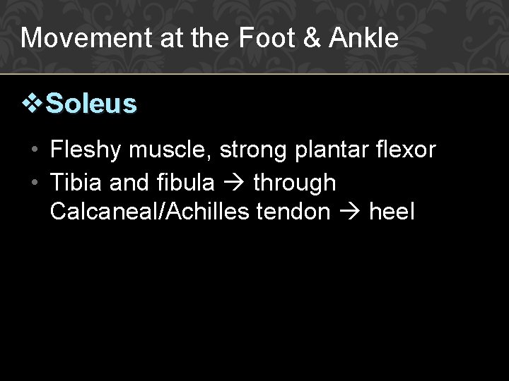 Movement at the Foot & Ankle v. Soleus • Fleshy muscle, strong plantar flexor