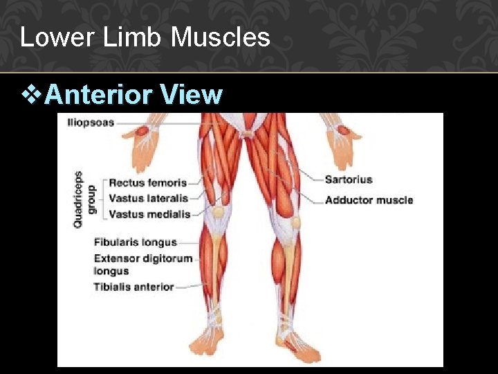 Lower Limb Muscles v. Anterior View 