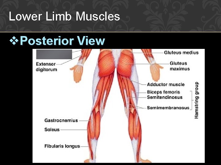 Lower Limb Muscles v. Posterior View 