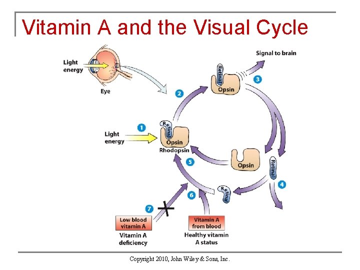 Vitamin A and the Visual Cycle Copyright 2010, John Wiley & Sons, Inc. 