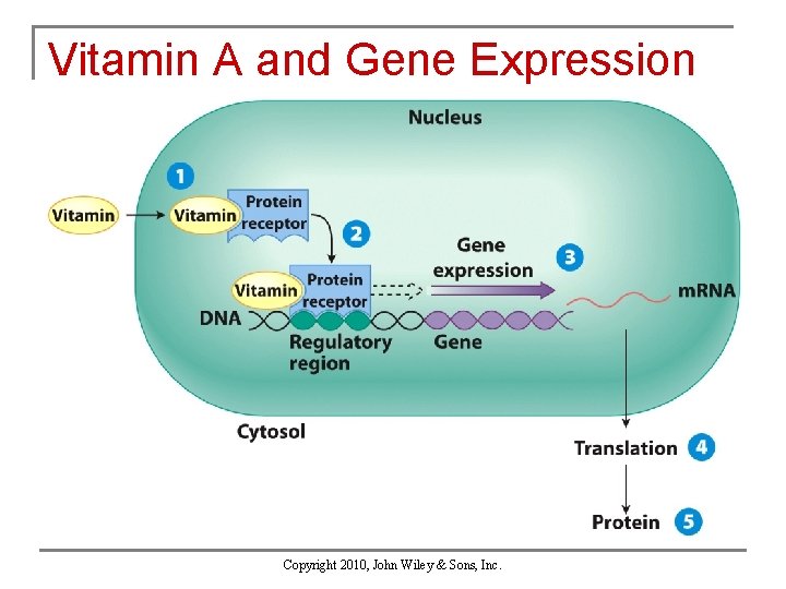 Vitamin A and Gene Expression Copyright 2010, John Wiley & Sons, Inc. 