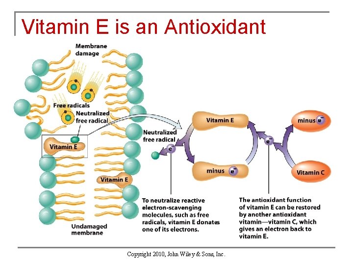 Vitamin E is an Antioxidant Copyright 2010, John Wiley & Sons, Inc. 