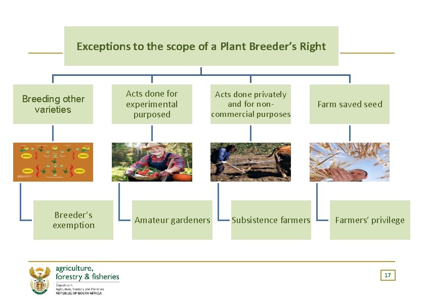 Exceptions to the scope of a Plant Breeder’s Right Breeding other varieties Breeder’s exemption