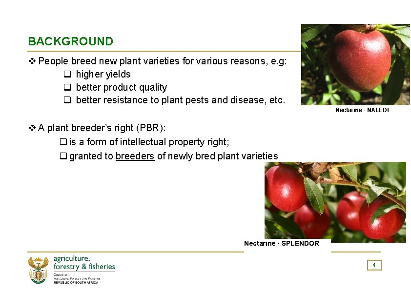 BACKGROUND v People breed new plant varieties for various reasons, e. g: q higher