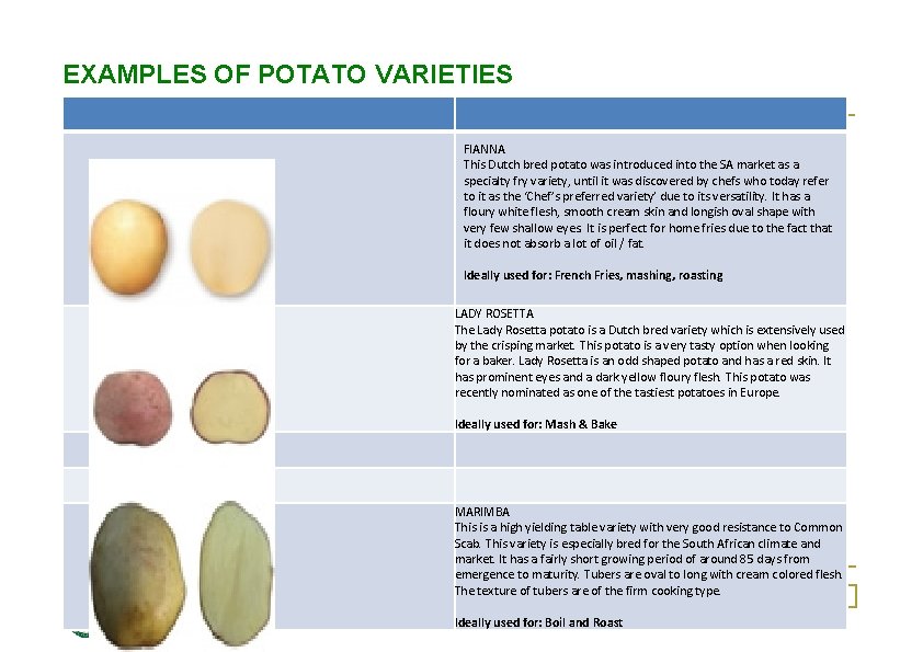 EXAMPLES OF POTATO VARIETIES FIANNA This Dutch bred potato was introduced into the SA