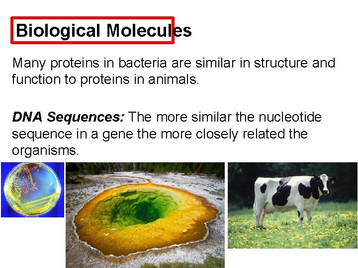 Biological Molecules Many proteins in bacteria are similar in structure and function to proteins