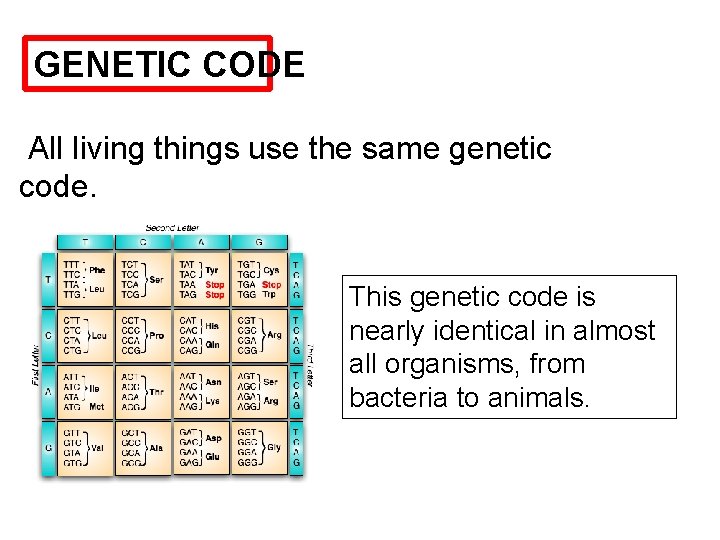 GENETIC CODE All living things use the same genetic code. This genetic code is