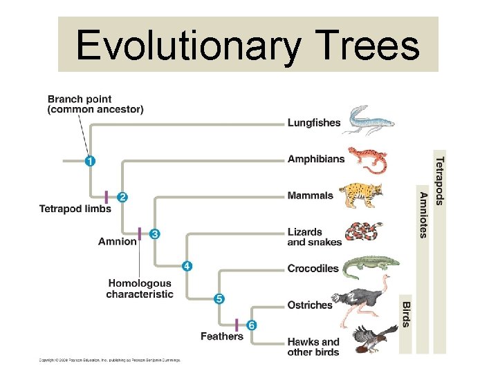 Evolutionary Trees 