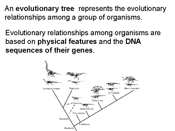 An evolutionary tree represents the evolutionary relationships among a group of organisms. Evolutionary relationships