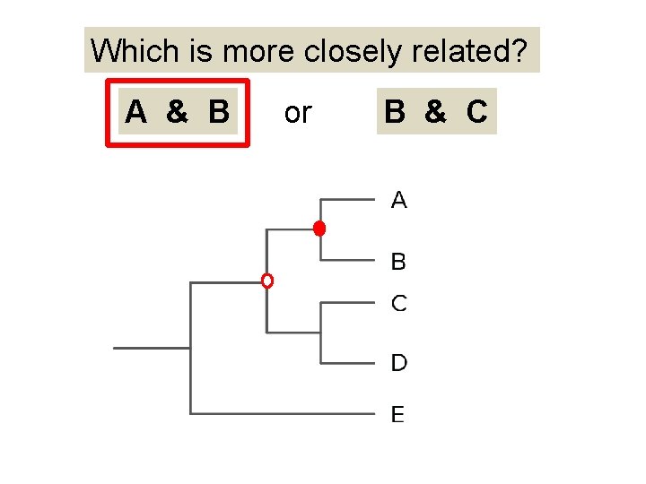 Which is more closely related? A & B or B & C 