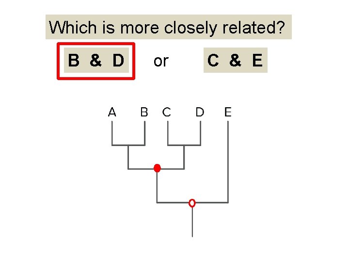 Which is more closely related? B & D or C & E 