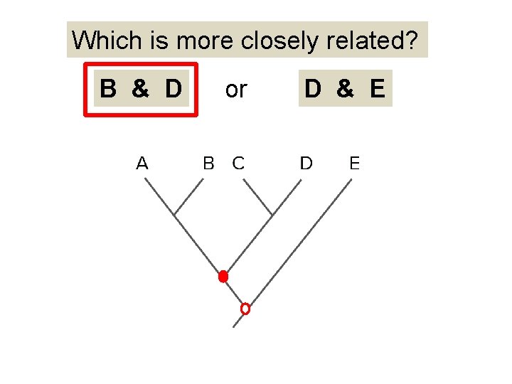 Which is more closely related? B & D or D & E 