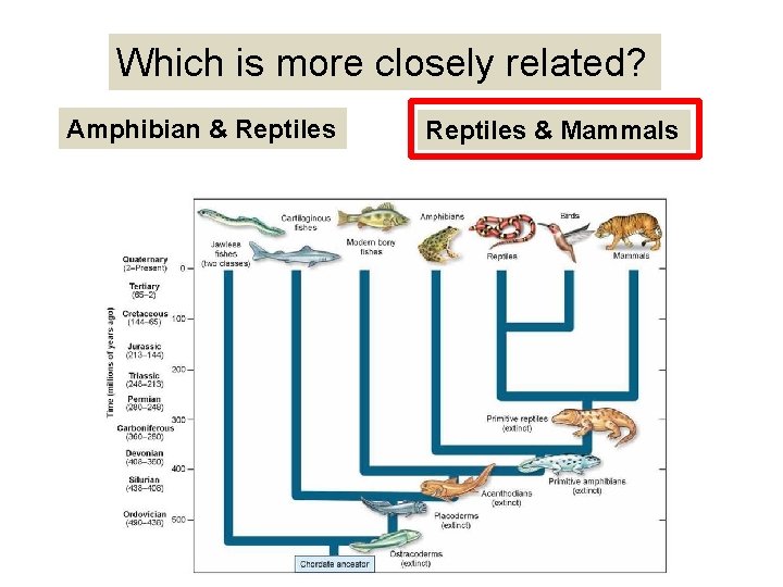 Which is more closely related? Amphibian & Reptiles & Mammals 