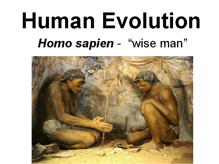 Human Evolution Homo sapien - “wise man” 