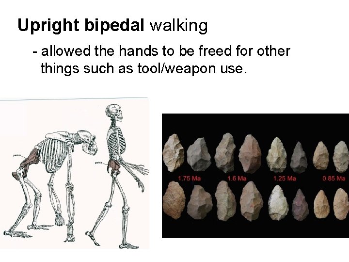 Upright bipedal walking - allowed the hands to be freed for other things such