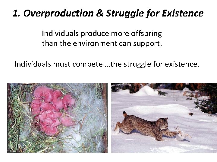 1. Overproduction & Struggle for Existence Individuals produce more offspring than the environment can