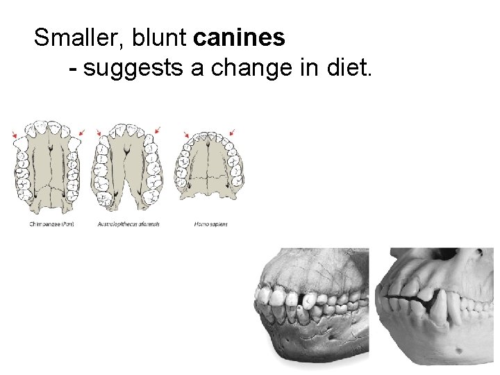 Smaller, blunt canines - suggests a change in diet. 