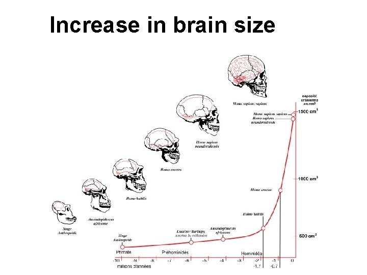 Increase in brain size 
