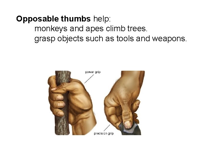 Opposable thumbs help: monkeys and apes climb trees. grasp objects such as tools and