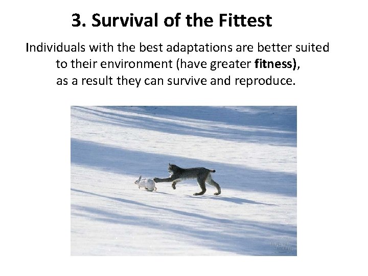 3. Survival of the Fittest Individuals with the best adaptations are better suited to