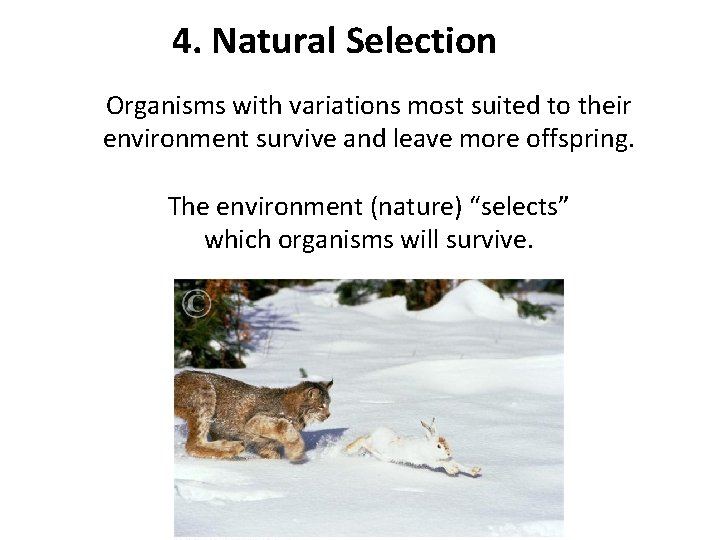 4. Natural Selection Organisms with variations most suited to their environment survive and leave