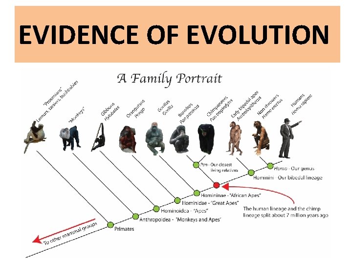 EVIDENCE OF EVOLUTION 