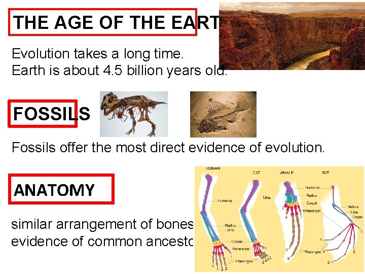 THE AGE OF THE EARTH Evolution takes a long time. Earth is about 4.