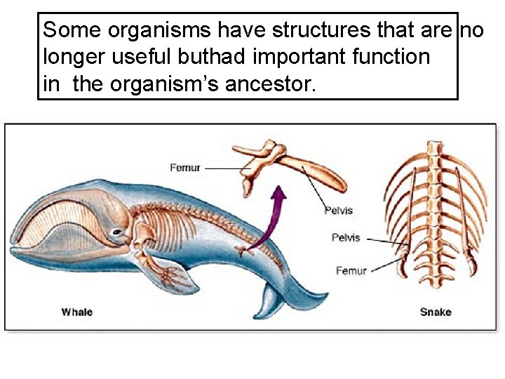 Some organisms have structures that are no longer useful buthad important function in the