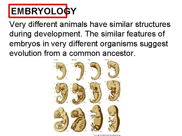 EMBRYOLOGY Very different animals have similar structures during development. The similar features of embryos