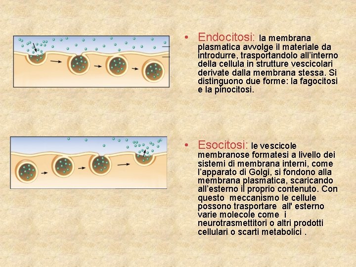  • Endocitosi: la membrana plasmatica avvolge il materiale da introdurre, trasportandolo all’interno della