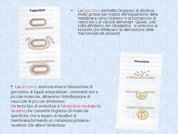  • • La fagocitosi permette l’ingresso di strutture molto grosse per mezzo dell’espansione