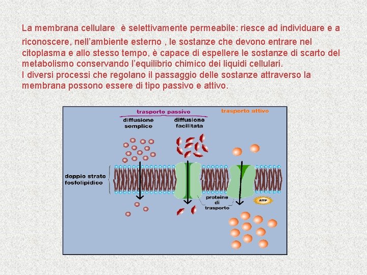 La membrana cellulare è selettivamente permeabile: riesce ad individuare e a riconoscere, nell’ambiente esterno