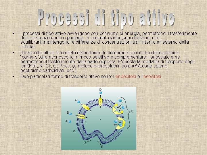  • • • I processi di tipo attivo avvengono consumo di energia, permettono