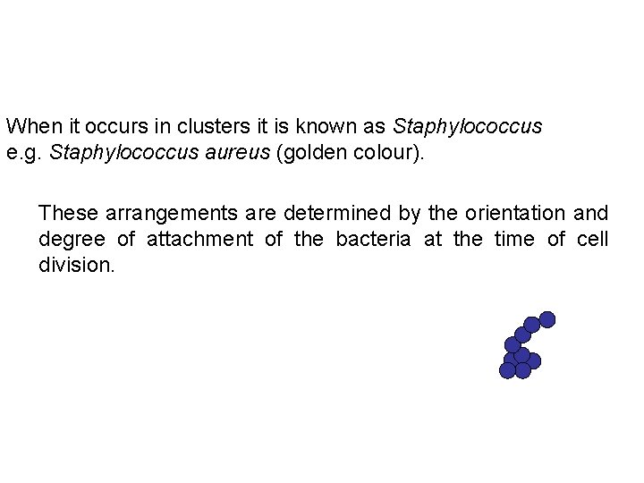 When it occurs in clusters it is known as Staphylococcus e. g. Staphylococcus aureus