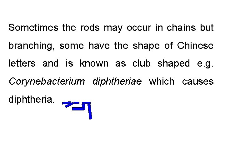 Sometimes the rods may occur in chains but branching, some have the shape of