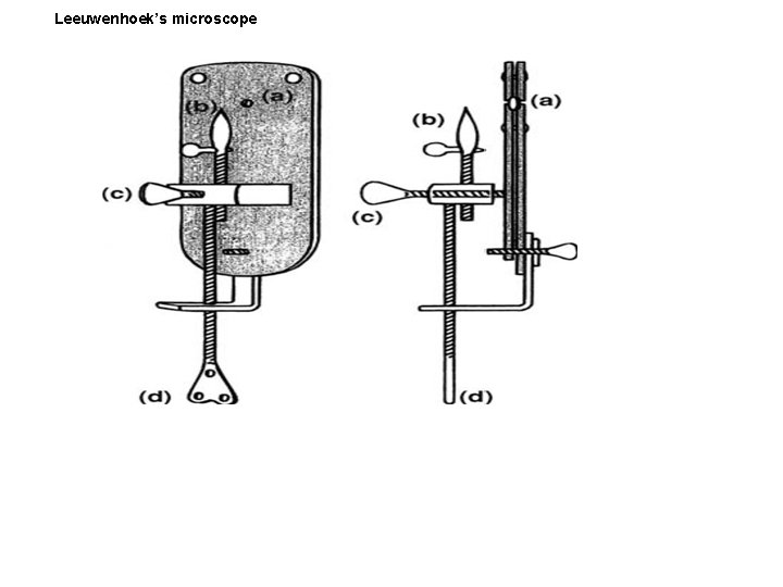 Leeuwenhoek’s microscope 