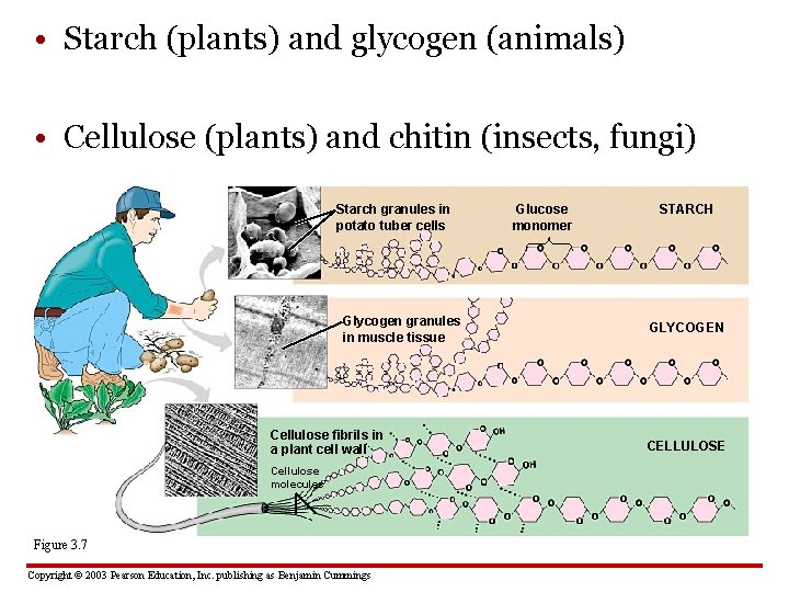  • Starch (plants) and glycogen (animals) • Cellulose (plants) and chitin (insects, fungi)