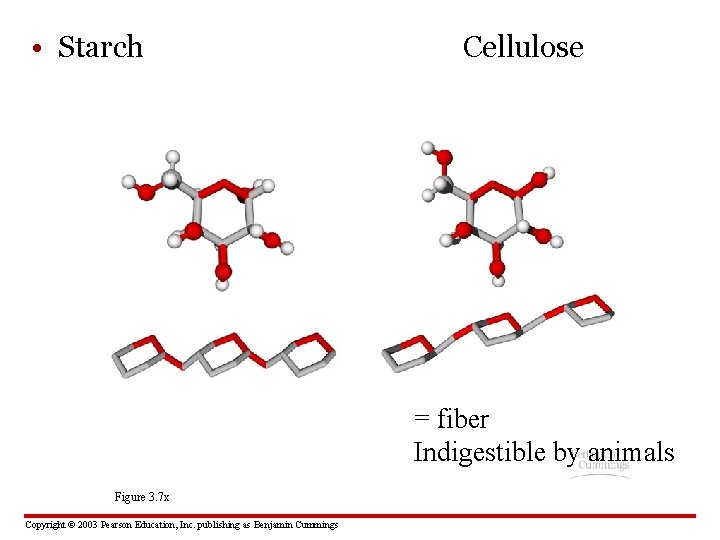  • Starch Cellulose = fiber Indigestible by animals Figure 3. 7 x Copyright