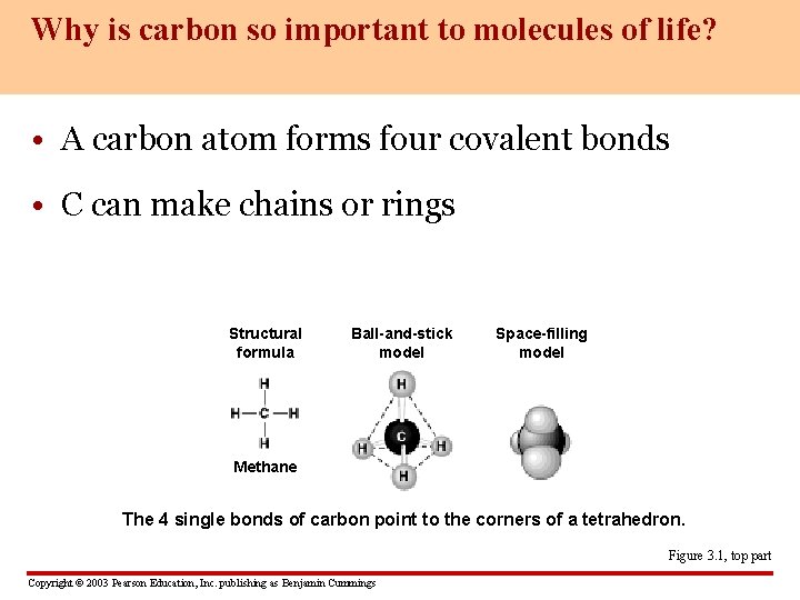 Why is carbon so important to molecules of life? • A carbon atom forms