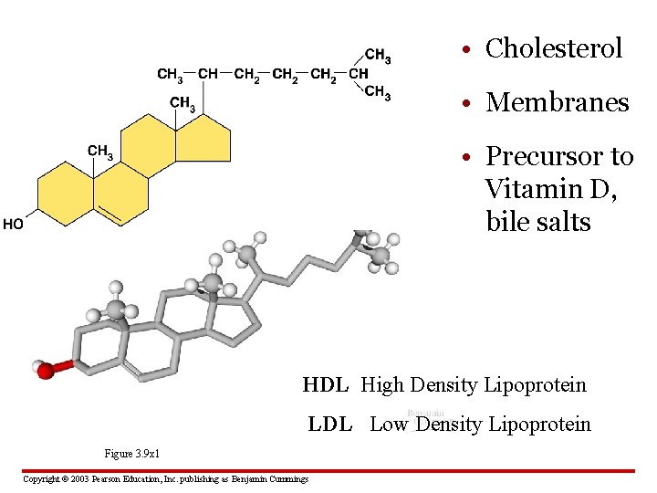  • Cholesterol • Membranes • Precursor to Vitamin D, bile salts HDL High