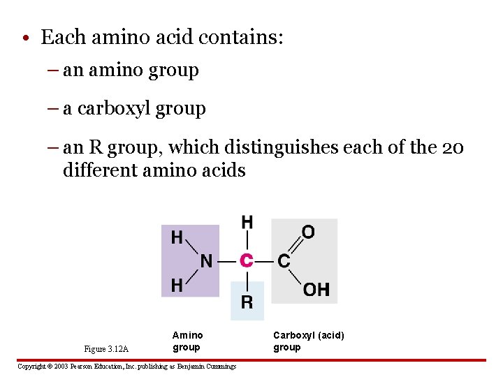  • Each amino acid contains: – an amino group – a carboxyl group