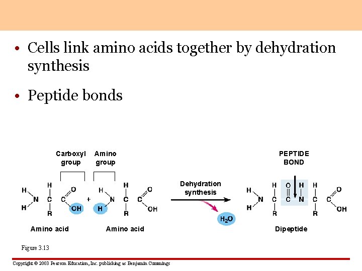  • Cells link amino acids together by dehydration synthesis • Peptide bonds Carboxyl