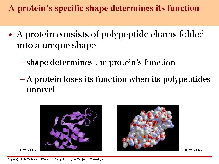 A protein’s specific shape determines its function • A protein consists of polypeptide chains
